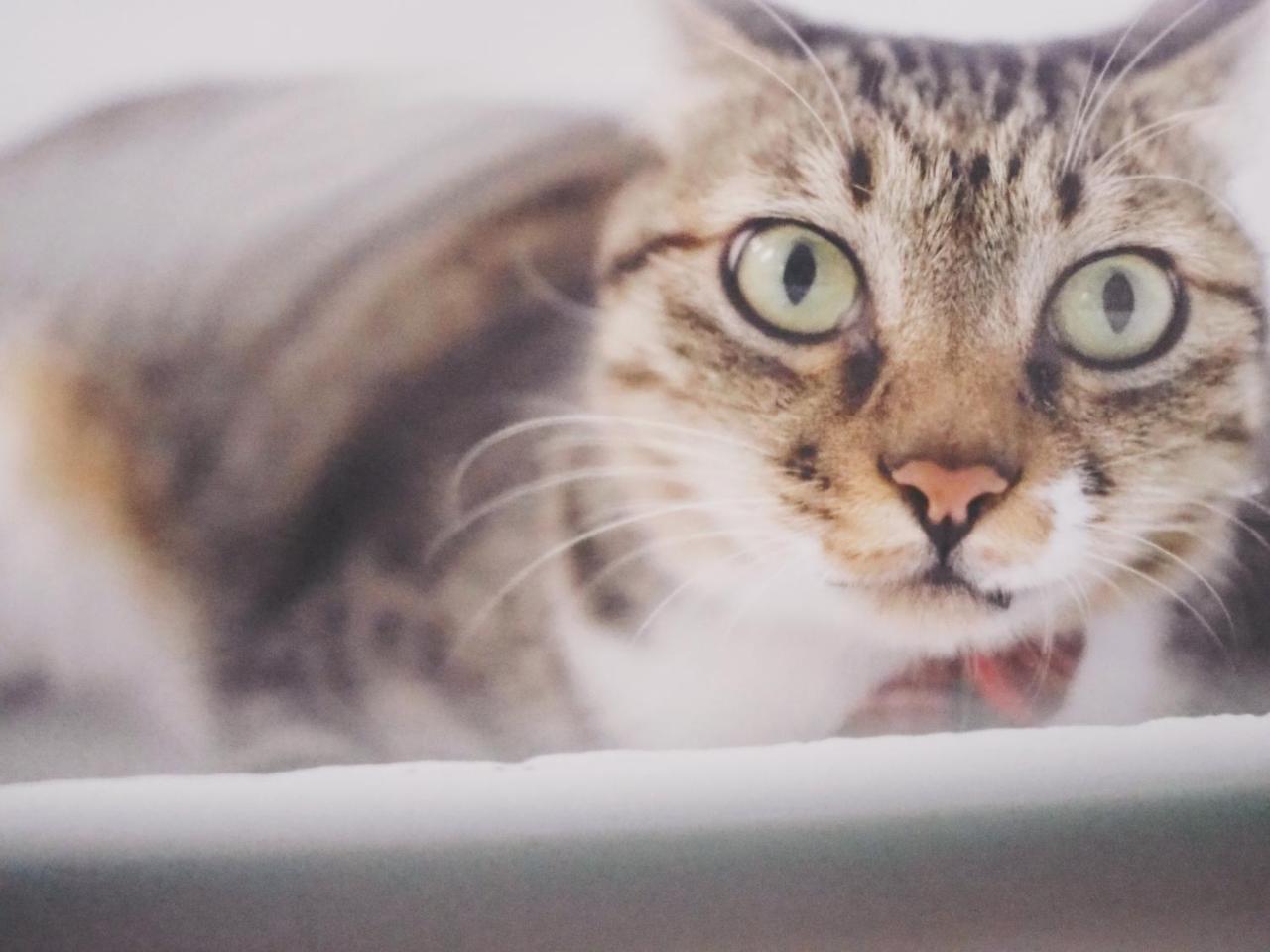 Cat At Greece Bed & Breakfast หนานวาน ภายนอก รูปภาพ
